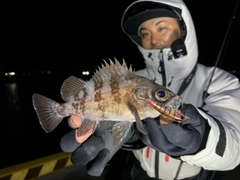 シロメバルの釣果