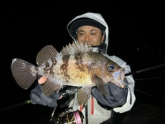 シロメバルの釣果