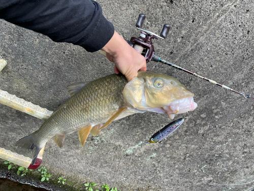 ニゴイの釣果