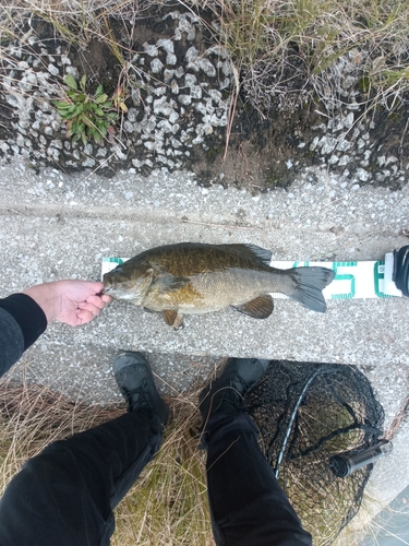 スモールマウスバスの釣果