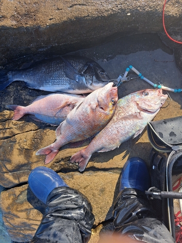 チヌの釣果