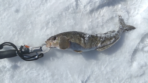 ホッケの釣果