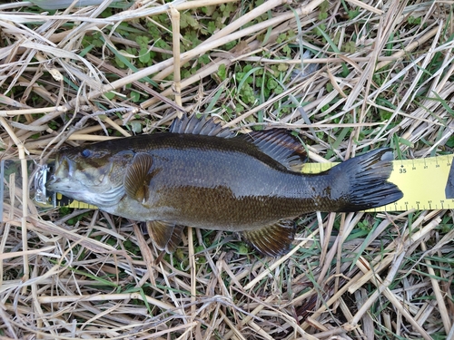 スモールマウスバスの釣果