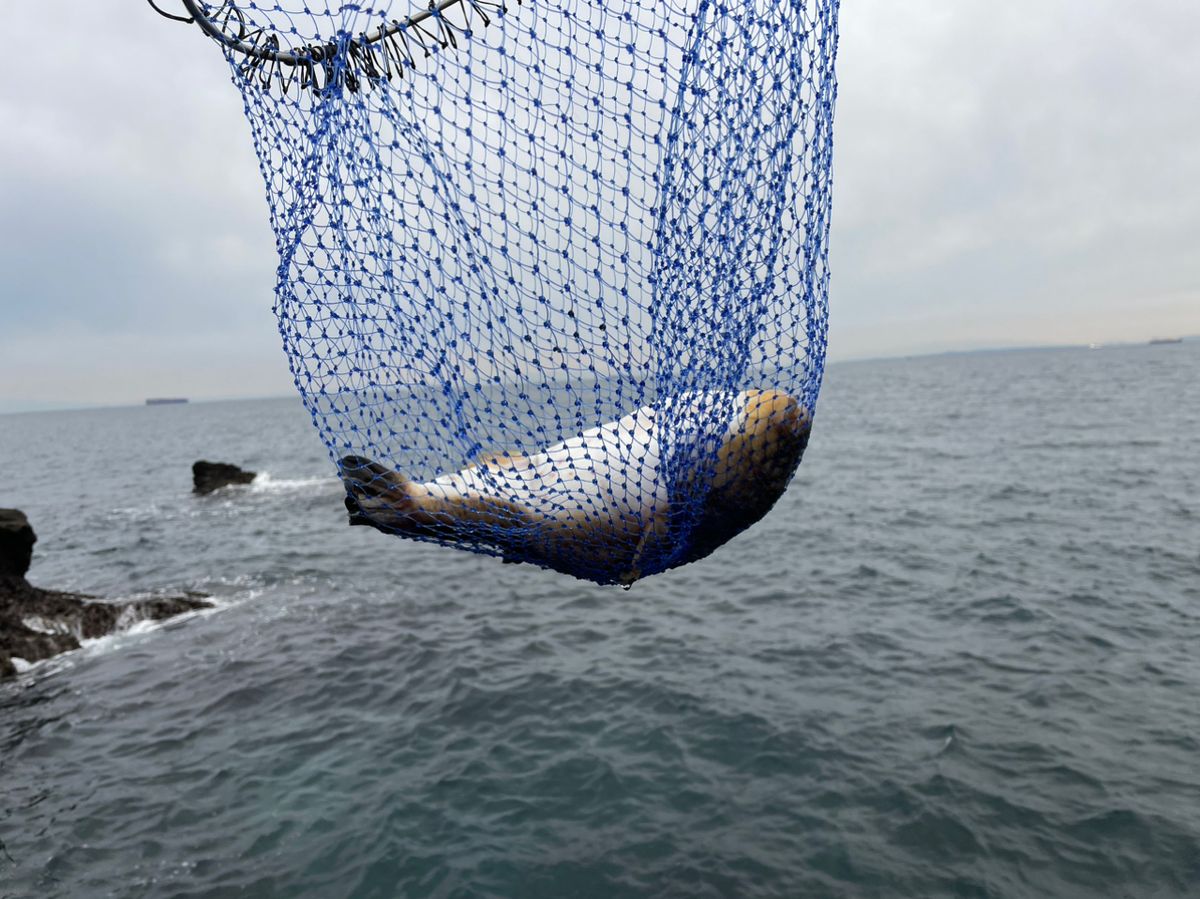 ビーサンさんの釣果 2枚目の画像