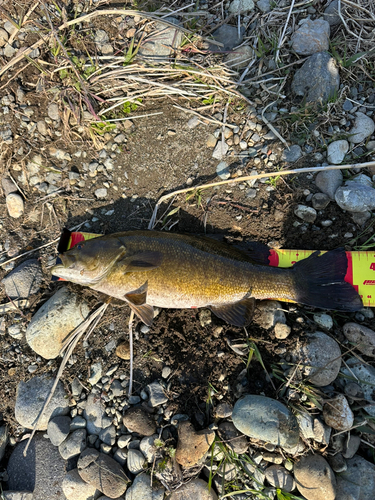 スモールマウスバスの釣果