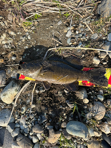 スモールマウスバスの釣果