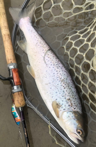 ブラウントラウトの釣果