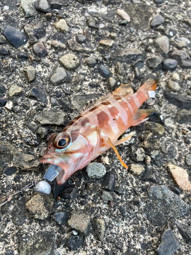 アカハタの釣果