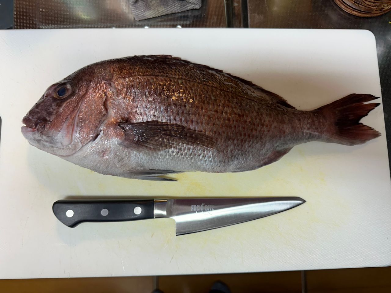 大島フィッシング】最新の釣果情報 2025年9月速報