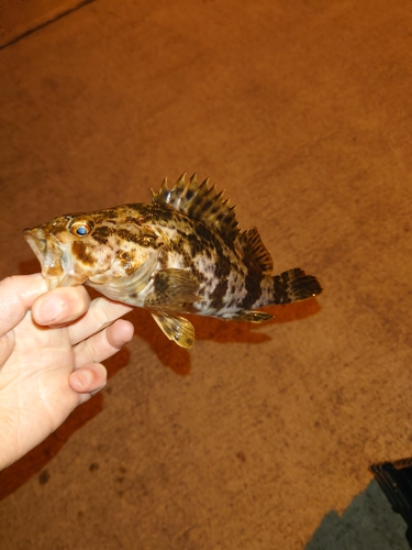 タケノコメバルの釣果