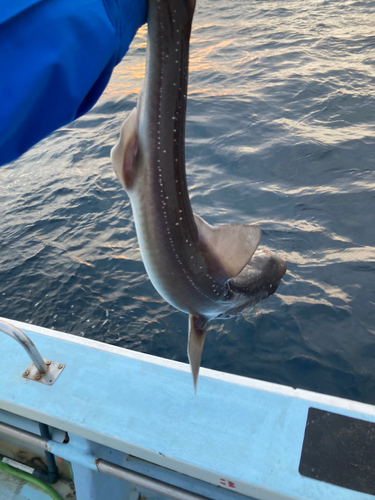 サメの釣果