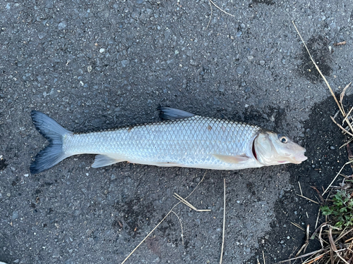 ニゴイの釣果