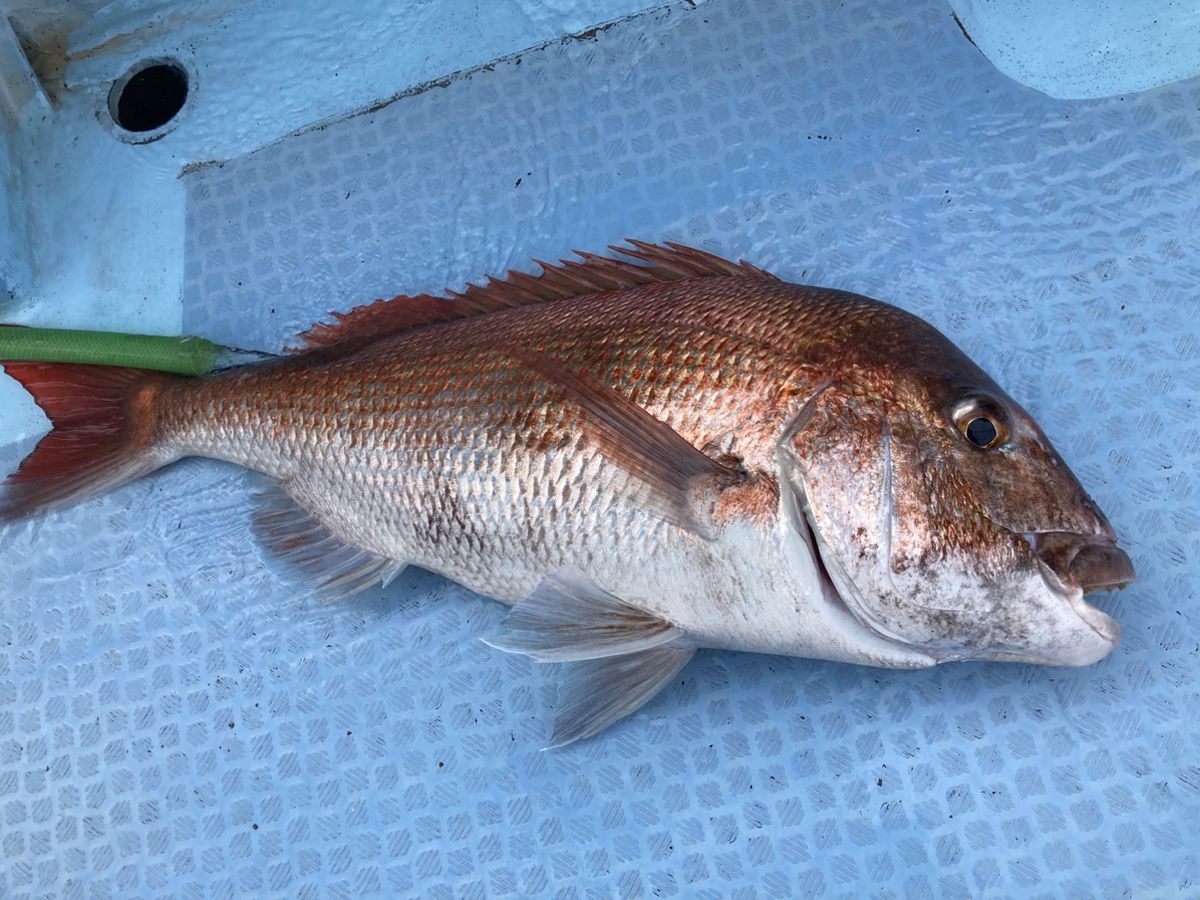 ochanさんの釣果 2枚目の画像