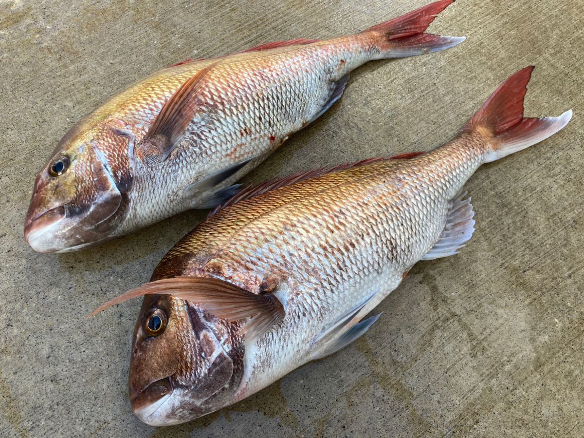 ochanさんの釣果 3枚目の画像