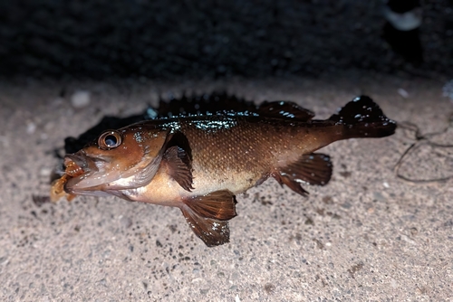 ガヤの釣果