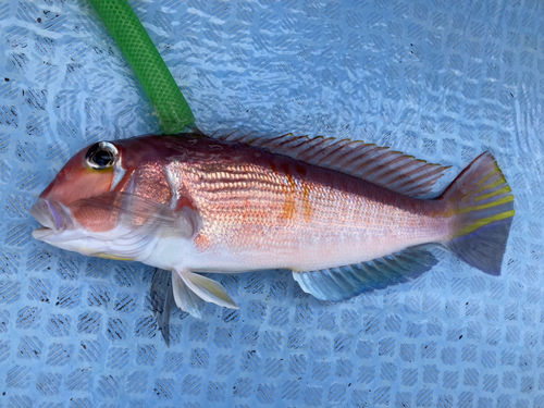 アマダイの釣果