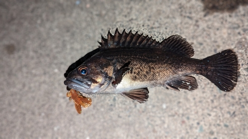 クロソイの釣果