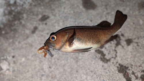 ガヤの釣果