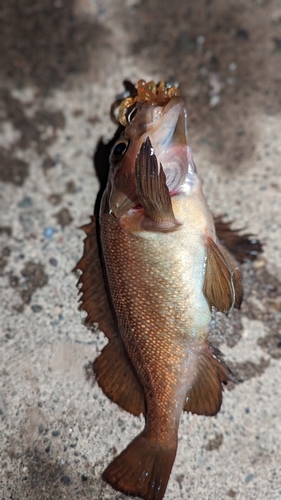 ガヤの釣果