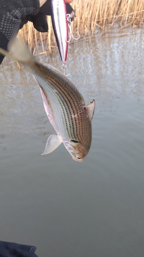 サッパの釣果