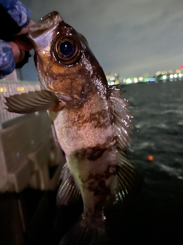 メバルの釣果