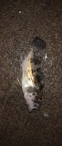 ソイの釣果