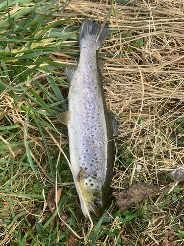 ブラウントラウトの釣果