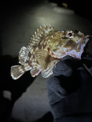 カサゴの釣果