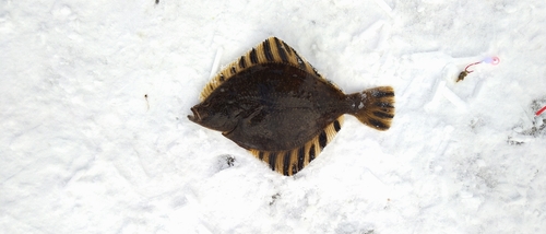 カワガレイの釣果