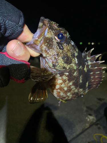 カサゴの釣果