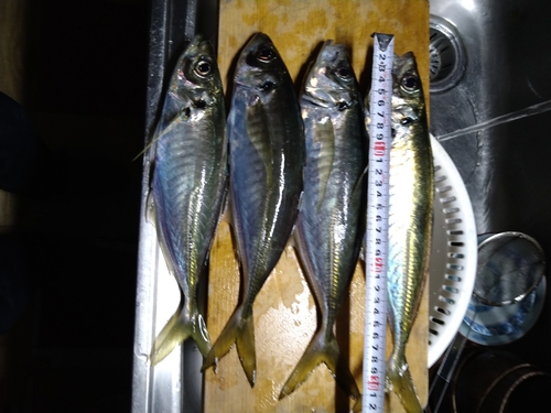 アジの釣果