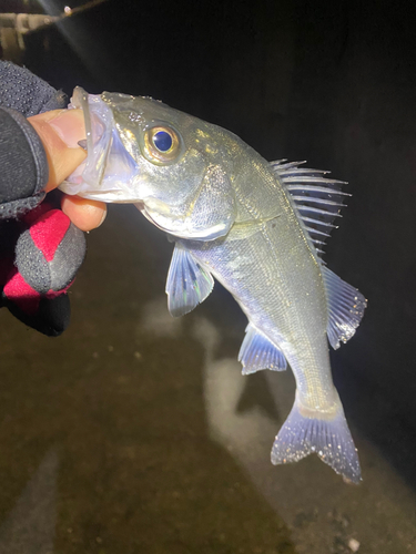 セイゴ（マルスズキ）の釣果