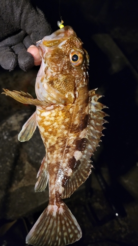 カサゴの釣果