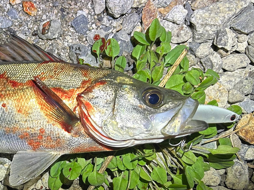 セイゴ（マルスズキ）の釣果