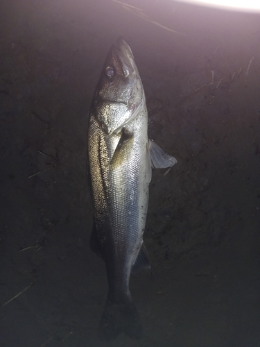 マルスズキの釣果