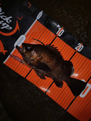 メバルの釣果