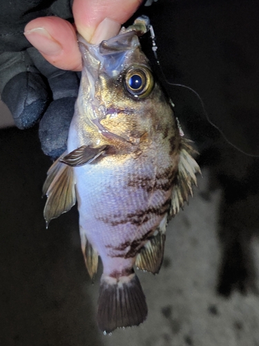 メバルの釣果