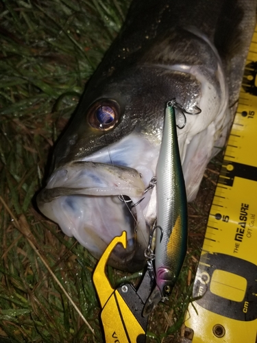 シーバスの釣果