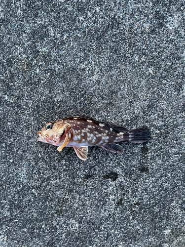 カサゴの釣果