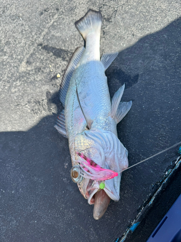 クログチの釣果