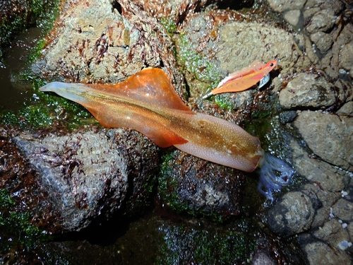 ヤリイカの釣果