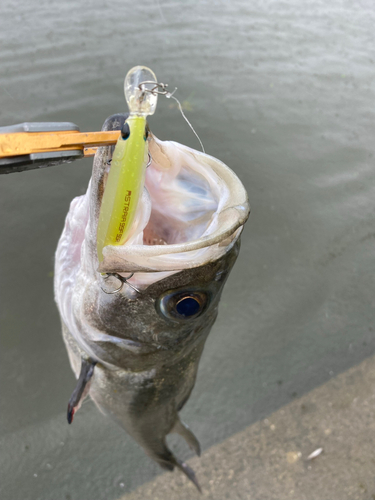 マルスズキの釣果