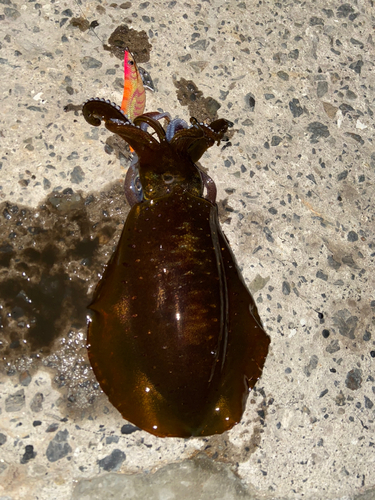 イカの釣果