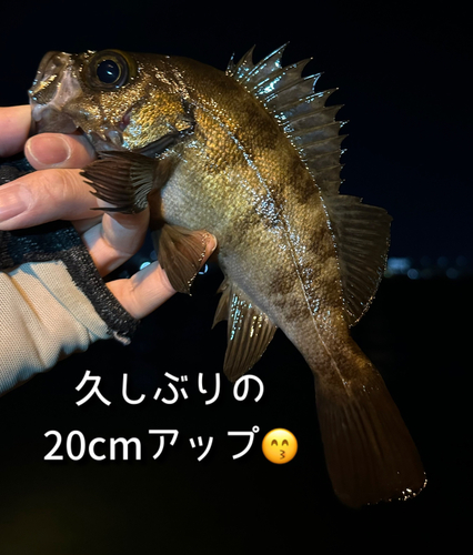 メバルの釣果