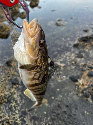 ホッケの釣果