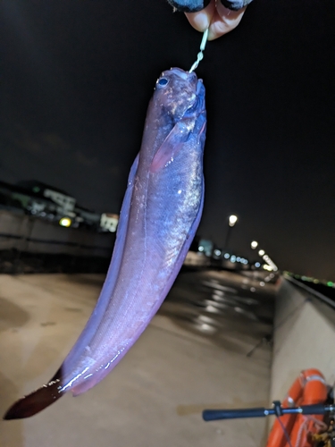 チゴダラの釣果