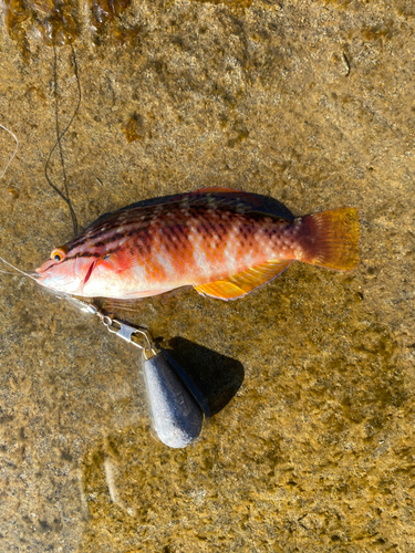 ベラの釣果