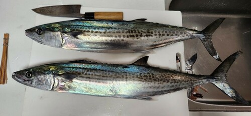 サワラの釣果