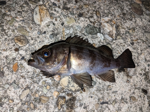 メバルの釣果