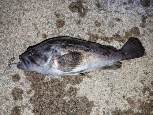 クロソイの釣果